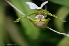 Paphiopedilum spicerianum